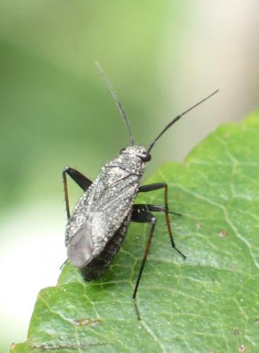 Orthocephalus saltator